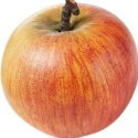 Picture of Apple Coxs Orange Pippin M26