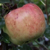 Picture of Apple Dayton MM106