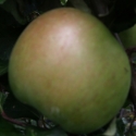 Picture of Apple Dble Hetlina/Montys Surprise