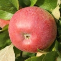 Picture of Apple Dble Peasgood/Braeburn