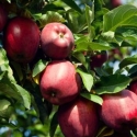 Picture of Apple Dble Red Delicious/Royal Gala