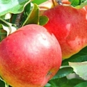 Picture of Apple Dble Splendour/Golden Delicious MM106