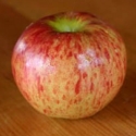 Picture of Apple Early Strawberry NS