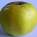 Picture of Apple Freyberg Espalier