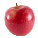 Picture of Apple Fuji Espalier