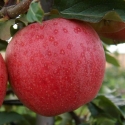 Picture of Apple Galaxy NS