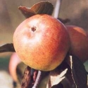 Picture of Apple Golden Reinette MM106