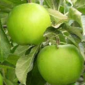 Picture of Apple Granny Smith M793