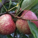 Picture of Apple Harold Red Delicious M9