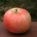 Picture of Apple Irish Peach MM106