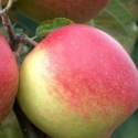 Apple Jonagold Picture of Apple Jonagold
