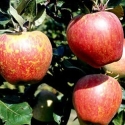 Picture of Apple Kidds Orange Red MM106