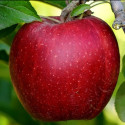 Picture of Apple Liberty MM116
