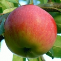 Apple Lobo MM106 Picture of Apple Lobo MM106