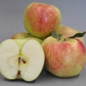 Picture of Apple Mischief 