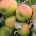 Picture of Apple Mother In Law MM106