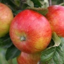 Apple Owen Thomas MM106 Picture of Apple Owen Thomas MM106