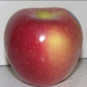 Picture of Apple Pacific Rose MM102