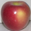 Picture of Apple Pacific Rose MM106