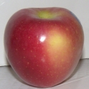 Picture of Apple Pacific Rose large M793