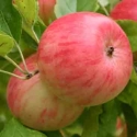 Picture of Apple Pinkie M116