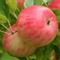 Picture of Apple Pinkie M26