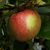 Picture of Apple Prima M26