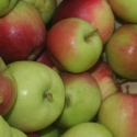 Apple Priscilla MM106 Picture of Apple Priscilla MM106