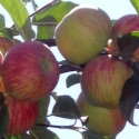 Apple Red Gravenstein MM102 Picture of Apple Red Gravenstein MM102