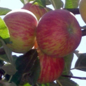 Picture of Apple Red Gravenstein MM116
