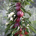 Picture of Apple Scarlet Spire