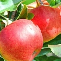 Picture of Apple Splendour M9