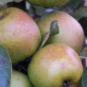 Picture of Apple Sturmer MM106