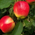 Picture of Apple Sunrise NS