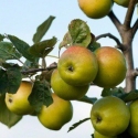 Picture of Apple Sweet Alford MM106