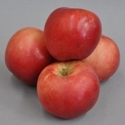 Picture of Apple Teachers Pet 