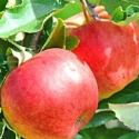 Picture of Apple Tple Splen / Gol Del / Roy Gal