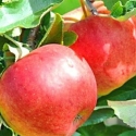 Apple Tple Splendour/Royal Gala/Braeburn MM106 Picture of Apple Tple Splendour/Royal Gala/Braeburn MM106