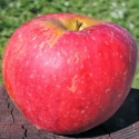 Picture of Apple Tydemans Late Orange MM106