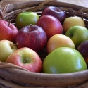 Picture of Apple Tydemans Late Orange MM106