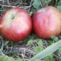 Picture of Apple Vailles Early MM106