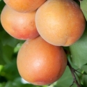 Picture of Apricot Goldstrike