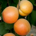 Picture of Apricot Katy Cot
