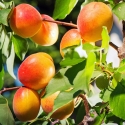 Picture of Apricot Orangered