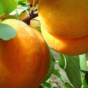 Picture of Apricot Royal Rosa