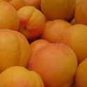 Picture of Apricot Sundrop