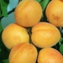 Picture of Apricot Trevatt