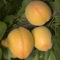 Picture of Apricot Trigems