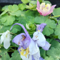 Picture of Aquilegia Cameo Mix