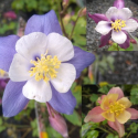 Picture of Aquilegia Songbird Mix